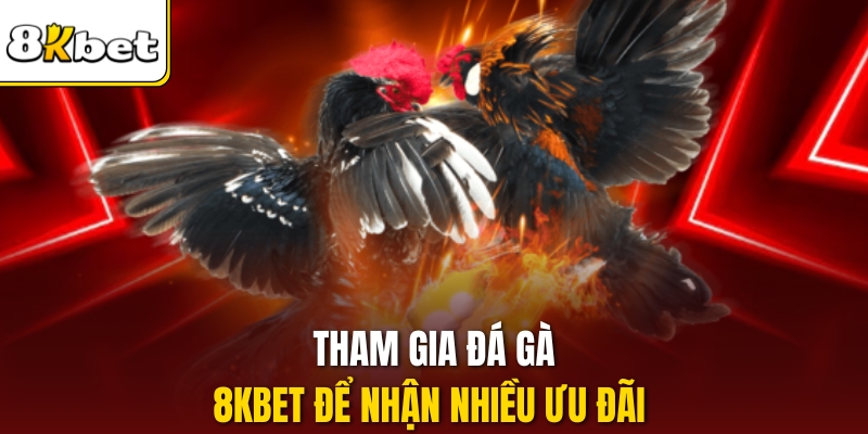 Tham gia Đá gà 8kbet để nhận nhiều ưu đãi