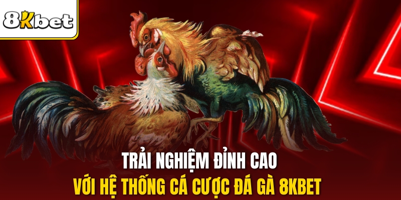 Trải nghiệm đỉnh cao với hệ thống cá cược Đá gà 8kbet